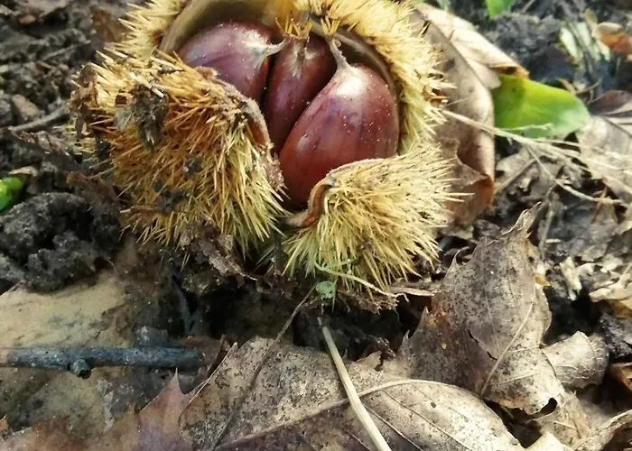 Tra Chiazza E Casteddu شقة Mezzojuso