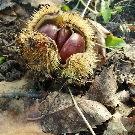 Tra Chiazza E Casteddu Daire Mezzojuso